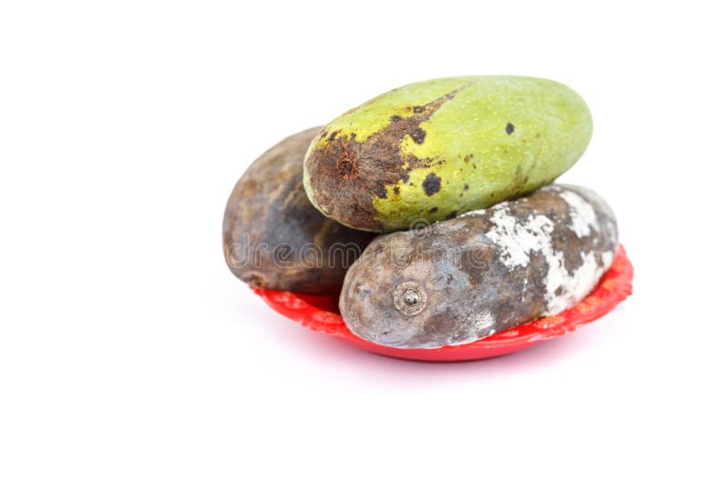 Rotten mango fruite isolated on a white background, Stock image