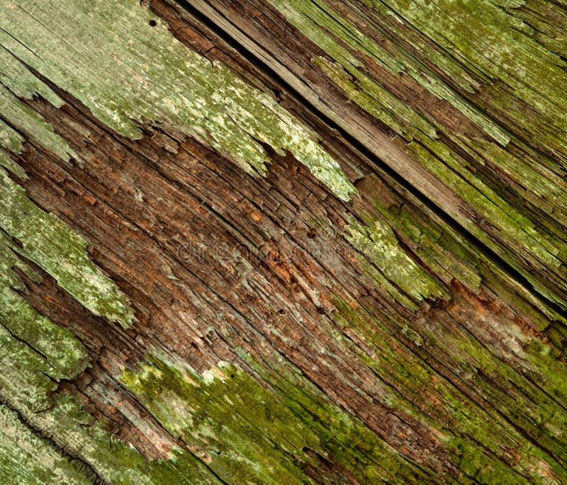 Moldy old wood stock image. Image of color, musty, material 50116925