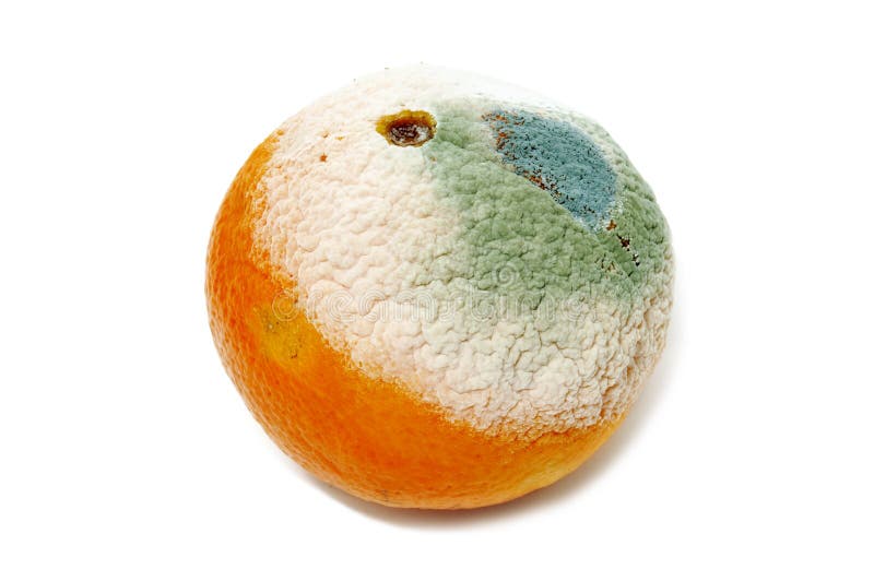 Moldy orange