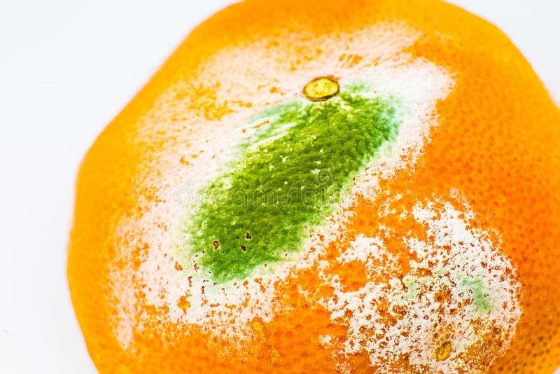 Moldy Orange Fruit Rotten Grapefruit Bad Conditions Of Preservation