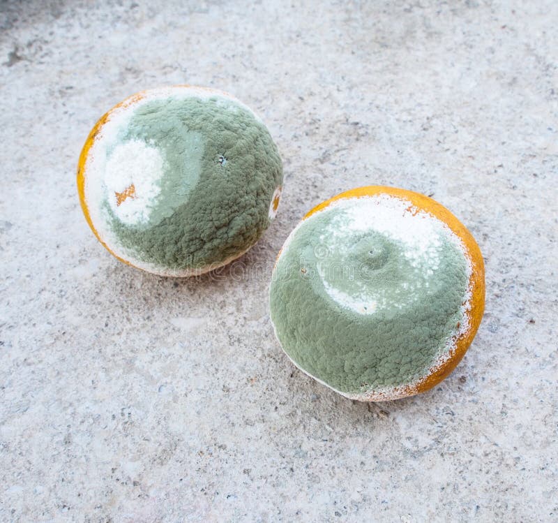 Two moldy oranges stock image. Image of fruit, food, mustiness 22958077