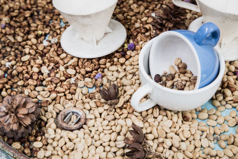 Moldy Raw Coffee Bean in Coffee Cup Stock Image Image of grain, bean