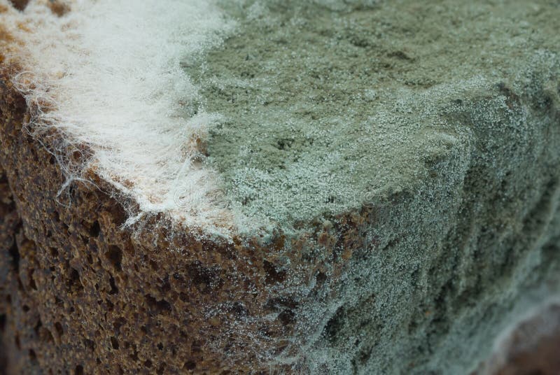 Moldy Rye Bread Closeup Macroshot Stock Photo Image of mouldy