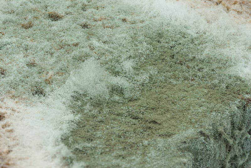 Moldy Rye Bread Closeup Macroshot Stock Image Image of aging, mildew