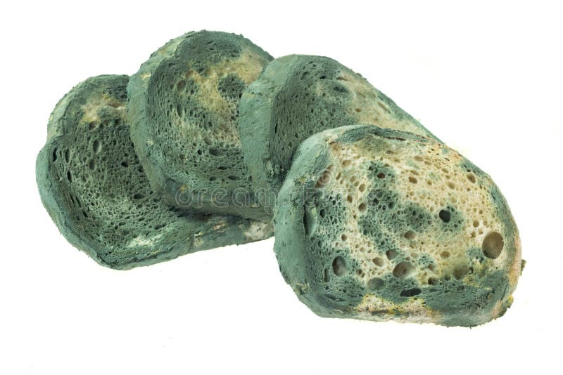 Moldy Slice of Bread on a White Background Stock Image Image of green