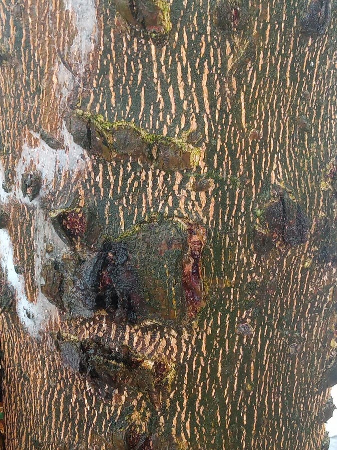 Moldy stems tree stock photo. Image of soil, woodland 275810646