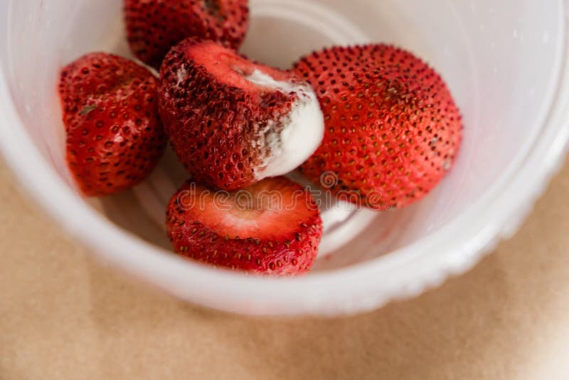 Moldy Strawberries in a Plastic Container Stock Photo Image of