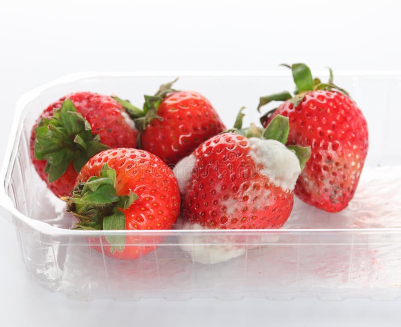 Strawberries with mold Stock Photo by leungchopan