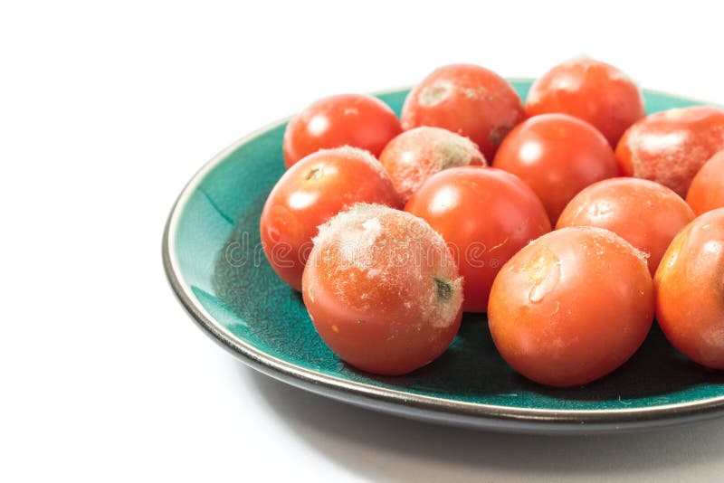 Moldy Tomatoes. Storage of Vegetables. Unhealthy Food. Mold on