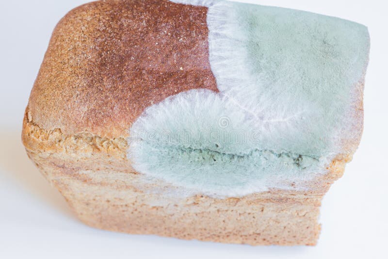 Mold rye bread stock image. Image of salt, common, flour 9580163