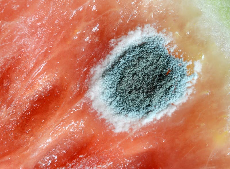Moldy watermelon
