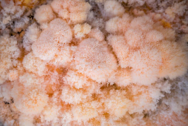 Mold Growing On Old Antique Wood Stock Image Image of blotchted, growths 13490177