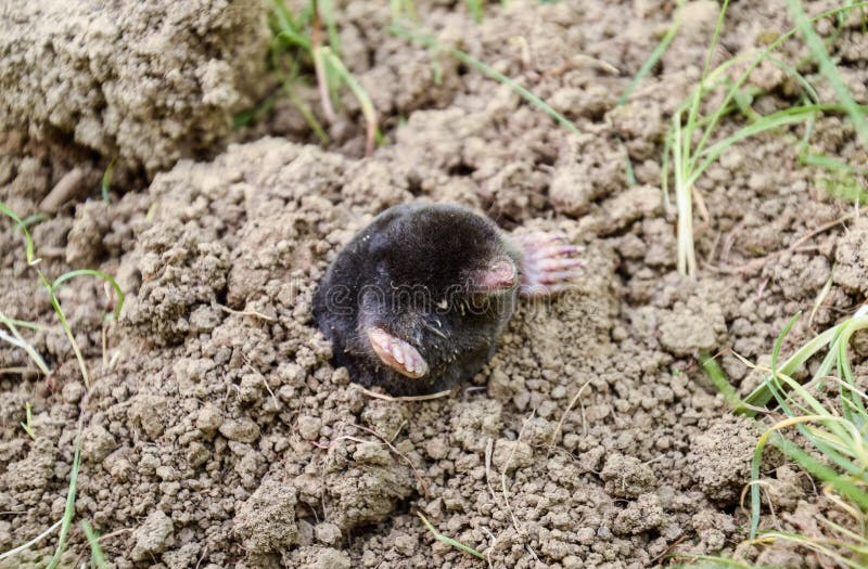 Mole Climbs Out of the Hole. Black Mole. a Mound of Earth from a Mole Stock  Image - Image of face, closeup: 144694143