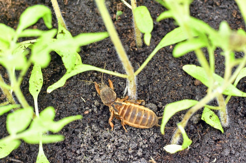 Mole Cricket, Eating Young Tomato Plant Stock Image Image of