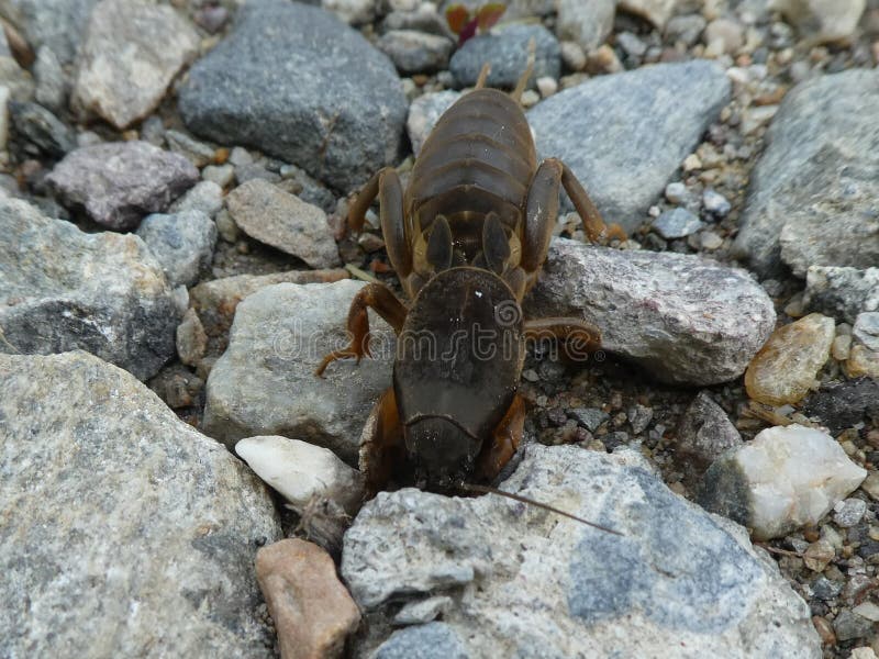 Mole cricket animal insect in the mountains of italy. Wild, nature.