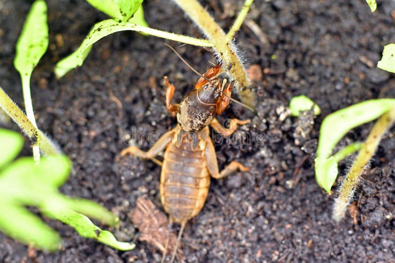 Mole cricket, eating young tomato plant