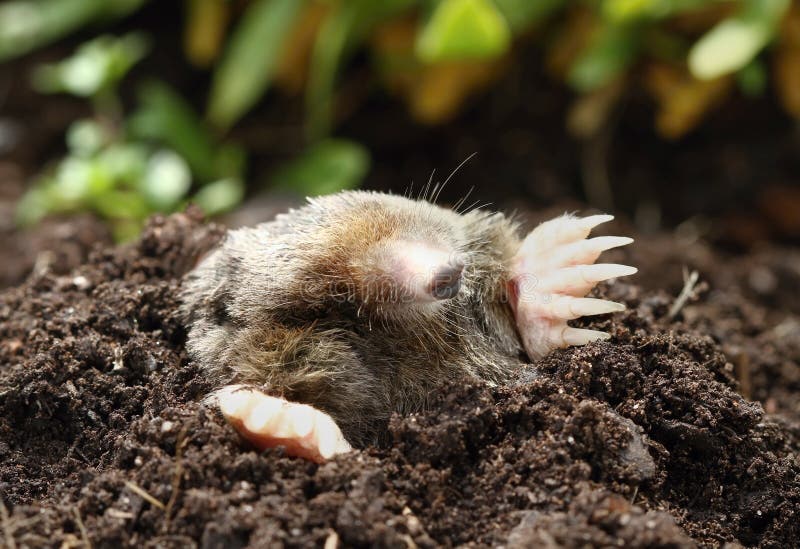 Mole stock image. Image of small, animal, insectivore 44232087