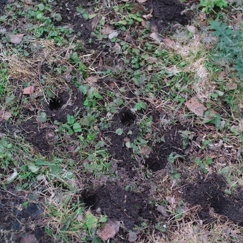 Mole in ground stock photo. Image of mole, grass, macro - 21961388