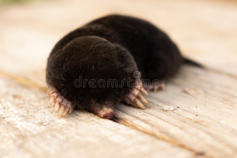 Mole Lies on the Street, Black Skin, without Eyes Stock Photo - Image of  pest, gallery: 226509466