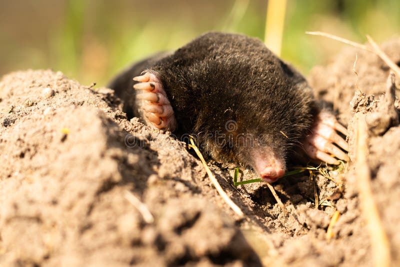 Mole Lies on the Street, Black Skin, without Eyes Stock Image - Image of  taupe, grass: 226509617