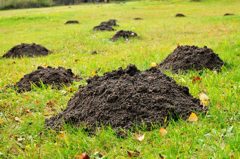 Mole mounds destroy garden