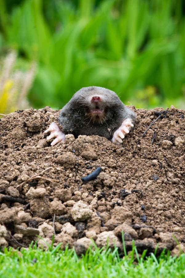 Mole Peeking from the Mole Hill in the Garden Stock Image - Image of fauna,  face: 237232847