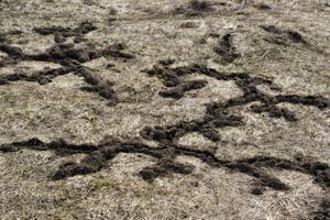 Mole Tunnels On The Ground Stock Photo Image Of Tracks 30844896