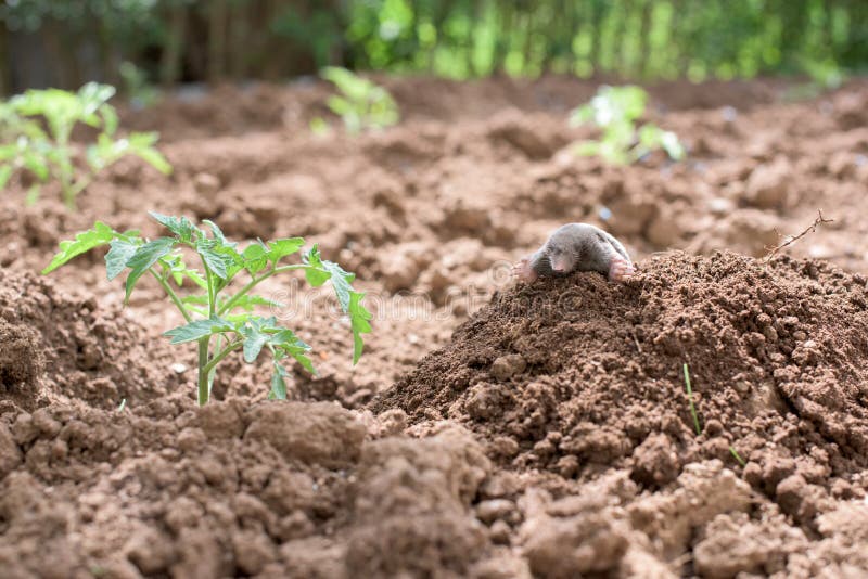 Mole in a vegetable garden
