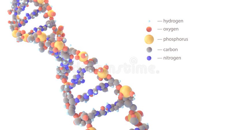 Molecola Della Doppia Elica Del DNA Illustrazione Di Stock - Foto 6