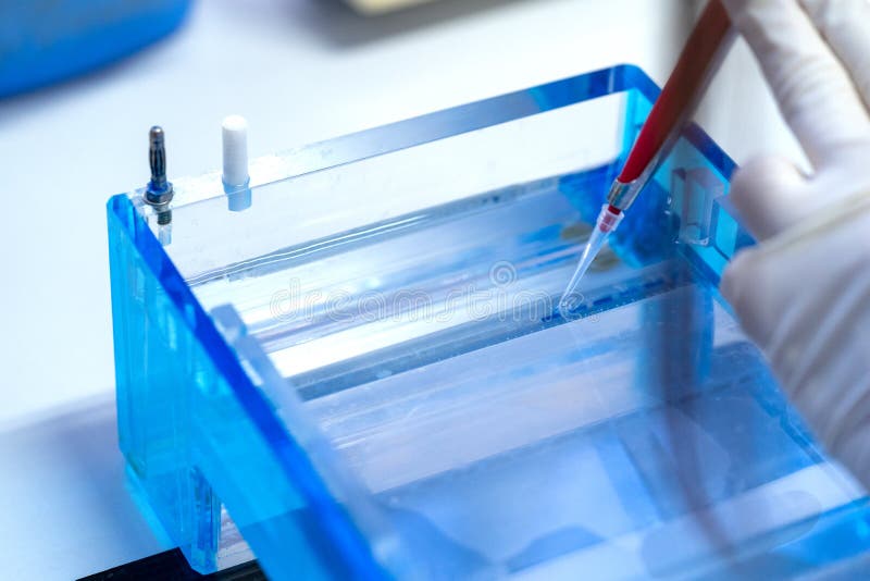 Molecular technique gel electrophoresis for DNA sample method decrypt the genetic code. biochemistry and clinical chemistry in laboratory. Gene sequence stock images, royalty-free photos and pictures