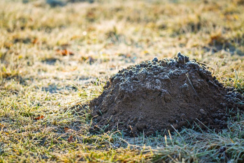 Molehill in Garden Photographed at Cold Day Stock Photo Image of heap