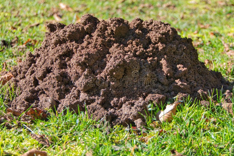 Molehill, Farming, Mistakes, Sowing, Plow, Earthworm, Agricultural