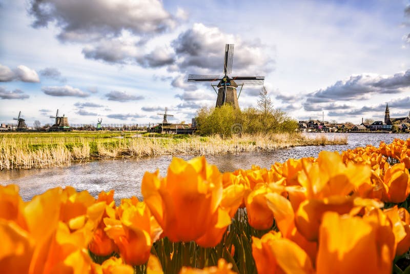 Molino de viento holandés tradicional con los tulipanes en Zaanse Schans, área de Amsterdam, Holanda