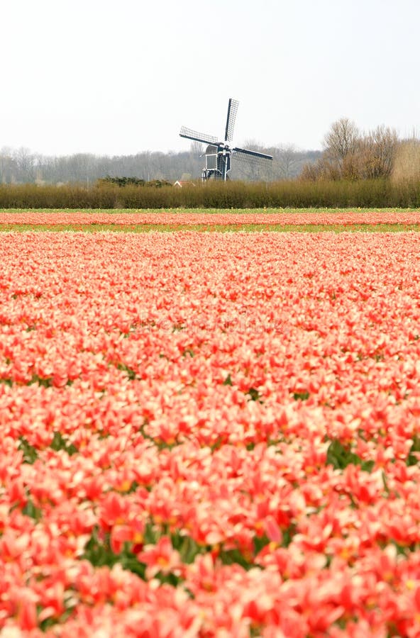 Molino de viento holandés y campos rojos del tulipán imágenes de archivo libres de regalías Molino de viento holandés y campos rojos del tulipán imágenes de archivo libres de regalías