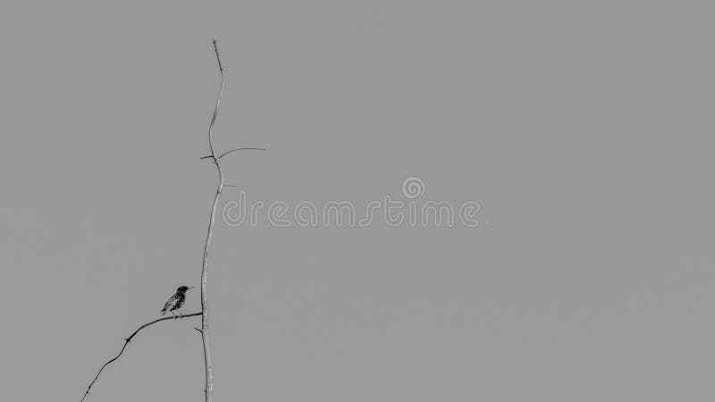 Molla aspettante fotografie stock libere da diritti Molla aspettante fotografie stock libere da diritti