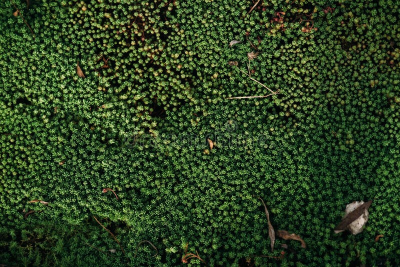 Molla di colata verde immagini stock