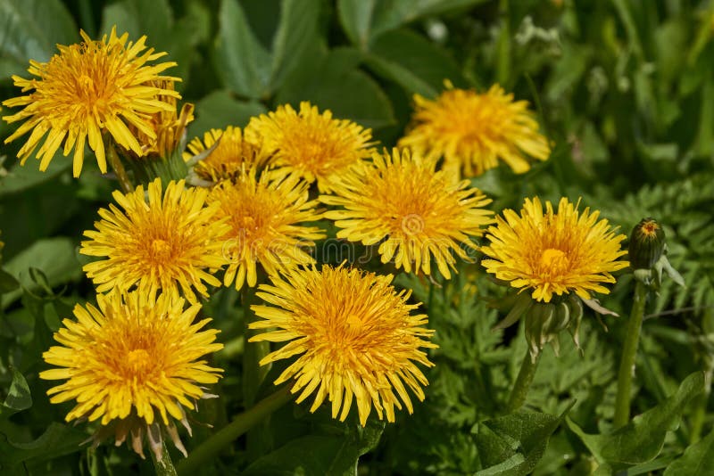 Spring. Dandelions bloom on a lawn in the Snezhet river floodplain. Spring. Dandelions bloom on a lawn in the Snezhet river floodplain.