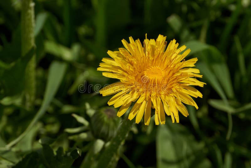 Spring. Dandelions bloom on a lawn in the Snezhet river floodplain. Spring. Dandelions bloom on a lawn in the Snezhet river floodplain.