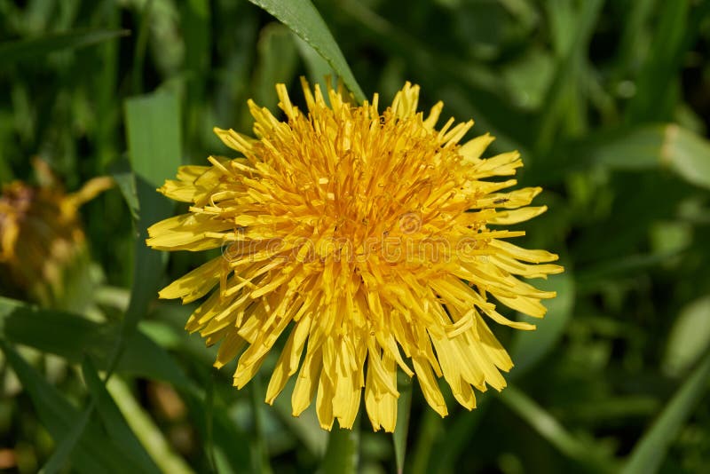 Spring. Dandelions bloom on a lawn in the Snezhet river floodplain. Spring. Dandelions bloom on a lawn in the Snezhet river floodplain.