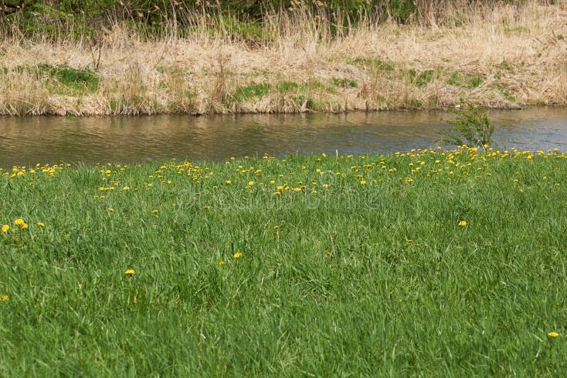 Spring. Dandelions bloom on a lawn in the Snezhet river floodplain. Spring. Dandelions bloom on a lawn in the Snezhet river floodplain.