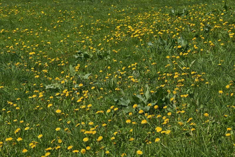 Spring. Dandelions bloom on a lawn in the Snezhet river floodplain. Spring. Dandelions bloom on a lawn in the Snezhet river floodplain.