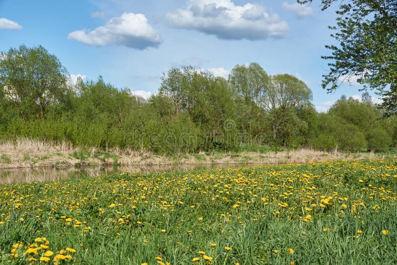 Spring. Dandelions bloom on a lawn in the Snezhet river floodplain. Spring. Dandelions bloom on a lawn in the Snezhet river floodplain.