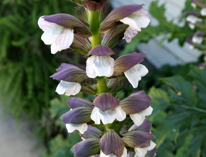 Acanthus mollis, bears breaches, perennial herb with shining green deeply cut leaves and white flowers in elongated spikes and subtended by purplish bracts, central bract spine tipped. Acanthus mollis, bears breaches, perennial herb with shining green deeply cut leaves and white flowers in elongated spikes and subtended by purplish bracts, central bract spine tipped