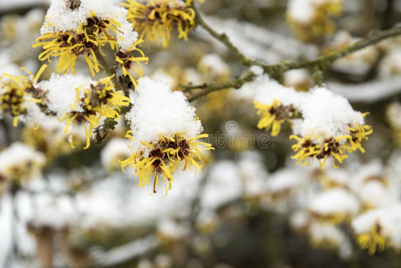 Mollis do Hamamelis foto de stock royalty free Mollis do Hamamelis foto de stock royalty free