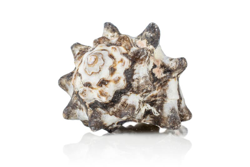 One whole mollusc shell dark spikes isolated on white background. Bivalve shell stock images, royalty-free photos and pictures