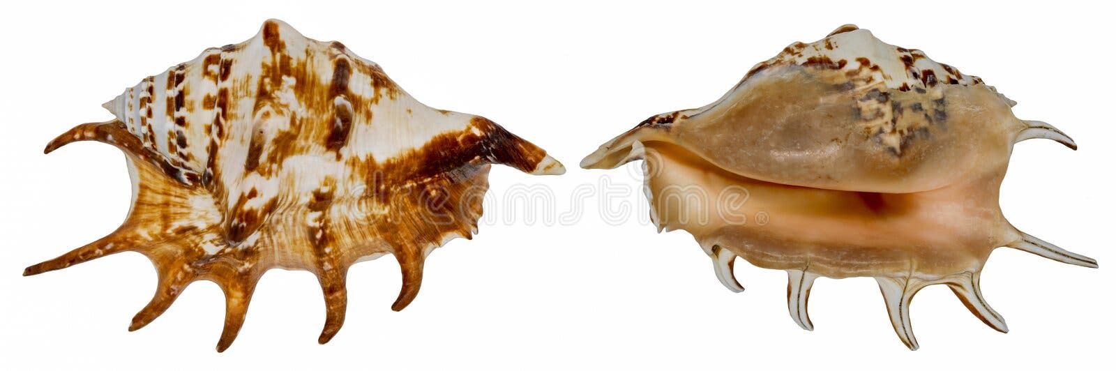 Mollusc shell. Clam shell. Seashell spider. Isolated on a white background. On both sides stock photography Mollusc shell. Clam shell. Seashell spider. Isolated on a white background. On both sides stock photography