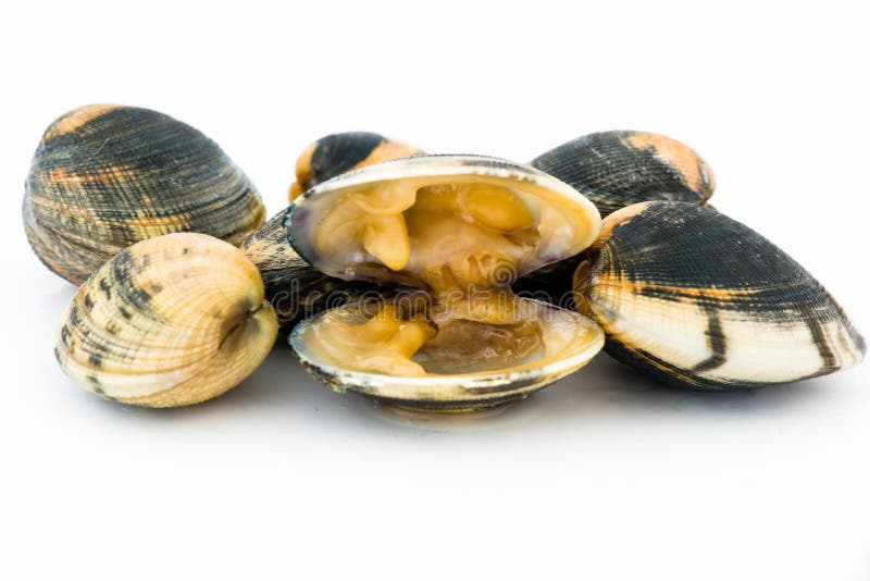 Molluschi immagine stock. Immagine di alimento, grezzo ...