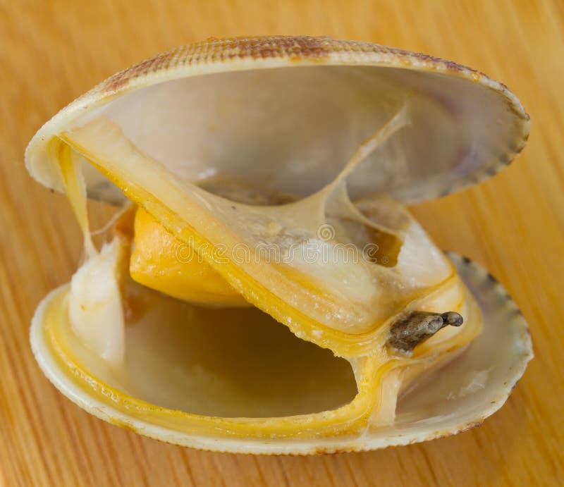 Mollusco bollito immagini stock