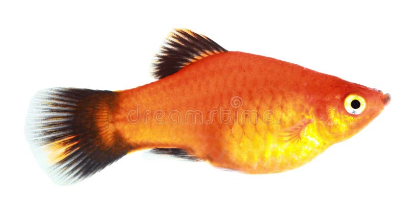 Molly fish royalty free stock photo Molly fish royalty free stock photo