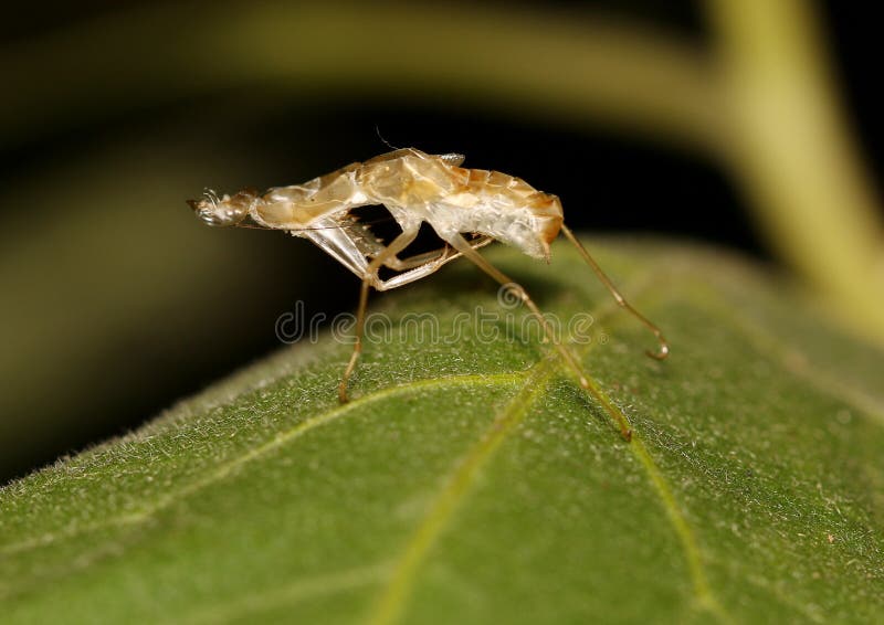 Molt of praying mantis stock photo. Image of life, cute 76320706